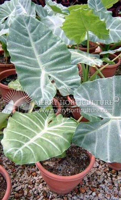Alocasia spp
